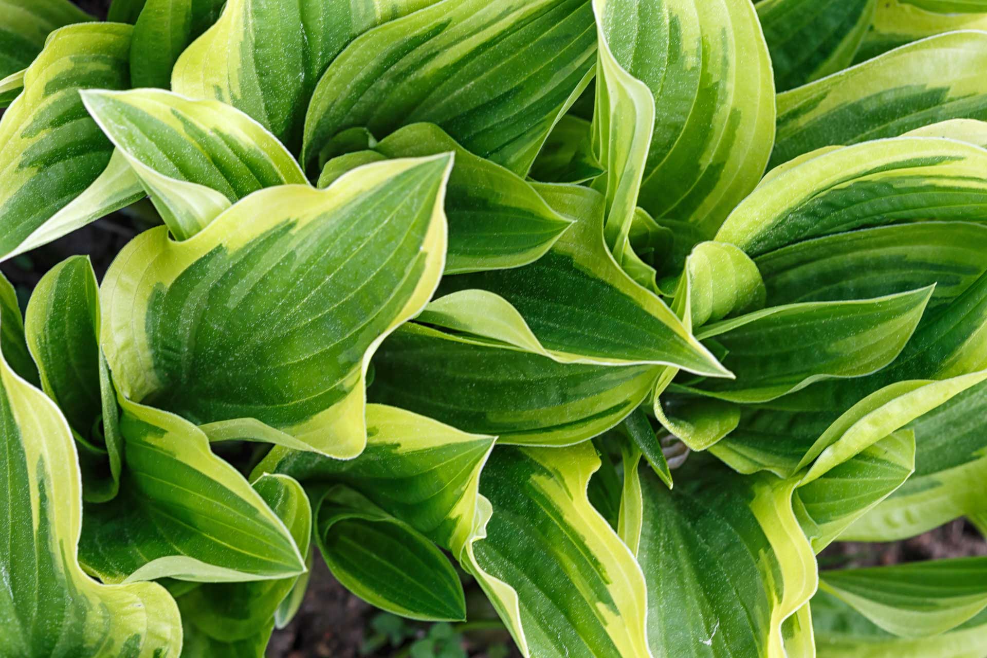 yellow-and-green-variegated-hosta-in-spring-shady-garden-e1653295454250.jpg yellow-and-green-variegated-hosta-in-spring-shady-garden-e1653295454250.jpg